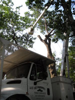 Lift Truck for Trimming Trees