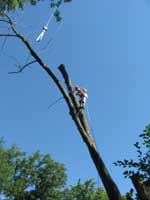 Tree Climber
